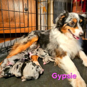 Toy and Miniature Australian Shepherds Available