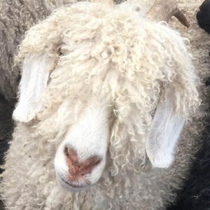 German Angora Rabbit Wool (per ounce)