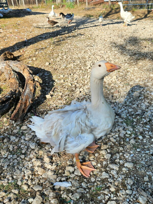 Sebastopol Goslings – Spring 2026 Waiting List - Image 4