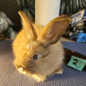 German Angora Rabbits Females