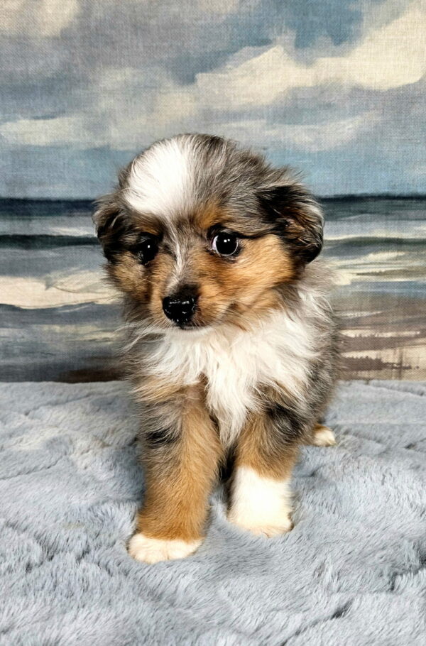 oy and Miniature Australian Shepherds Available - Image 7