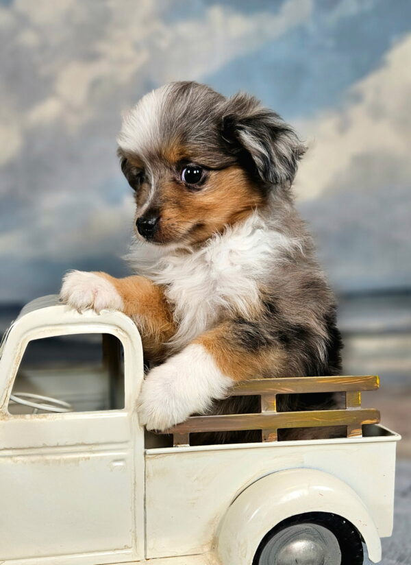 oy and Miniature Australian Shepherds Available - Image 9