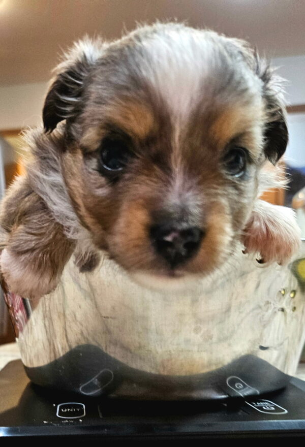 oy and Miniature Australian Shepherds Available - Image 5