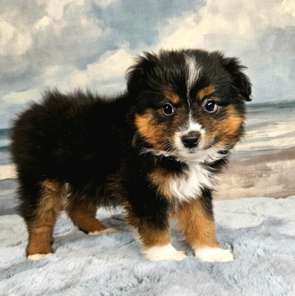 oy and Miniature Australian Shepherds Available - Image 6