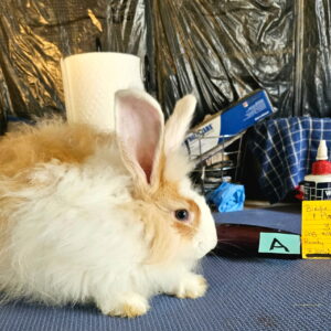 German Angora Rabbits Males