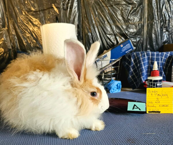German Angora Rabbits Males