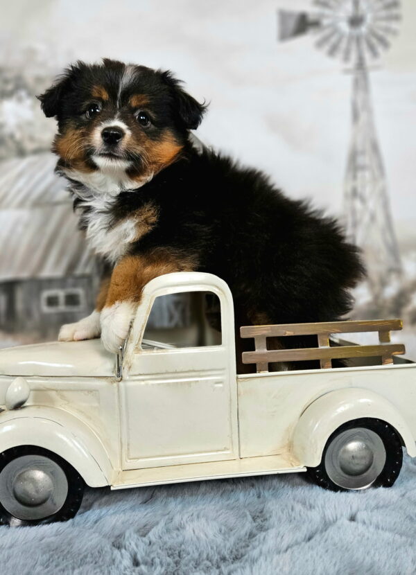 oy and Miniature Australian Shepherds Available - Image 8