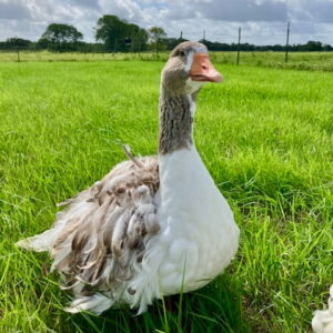 Sebastopol Goslings – Spring 2026 Waiting List