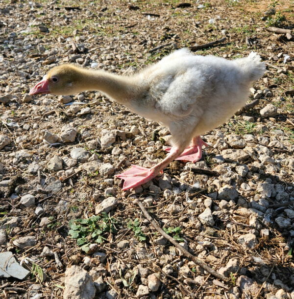 Sebastopol Goslings – Spring 2026 Waiting List - Image 5