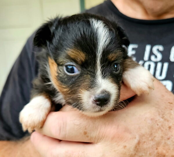 oy and Miniature Australian Shepherds Available - Image 3