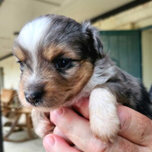 oy and Miniature Australian Shepherds Available