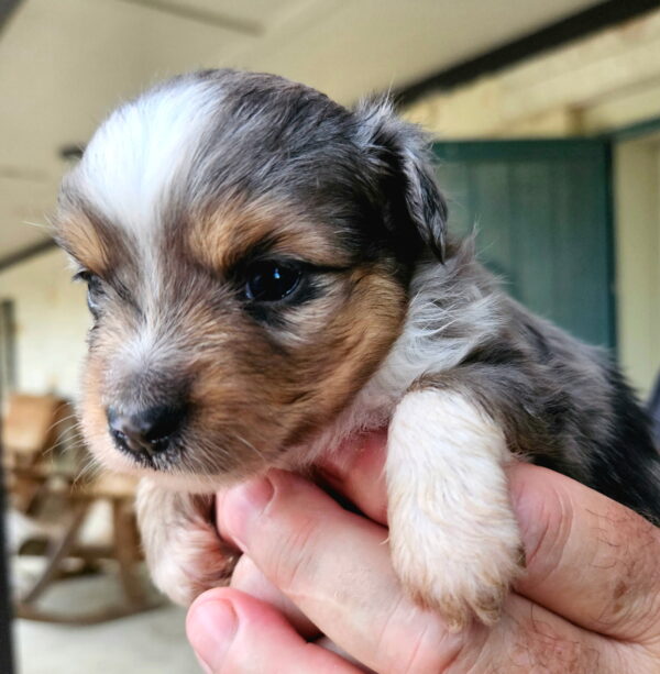oy and Miniature Australian Shepherds Available