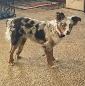 Toy Aussie Puppy Reservation – October 2025 Litter