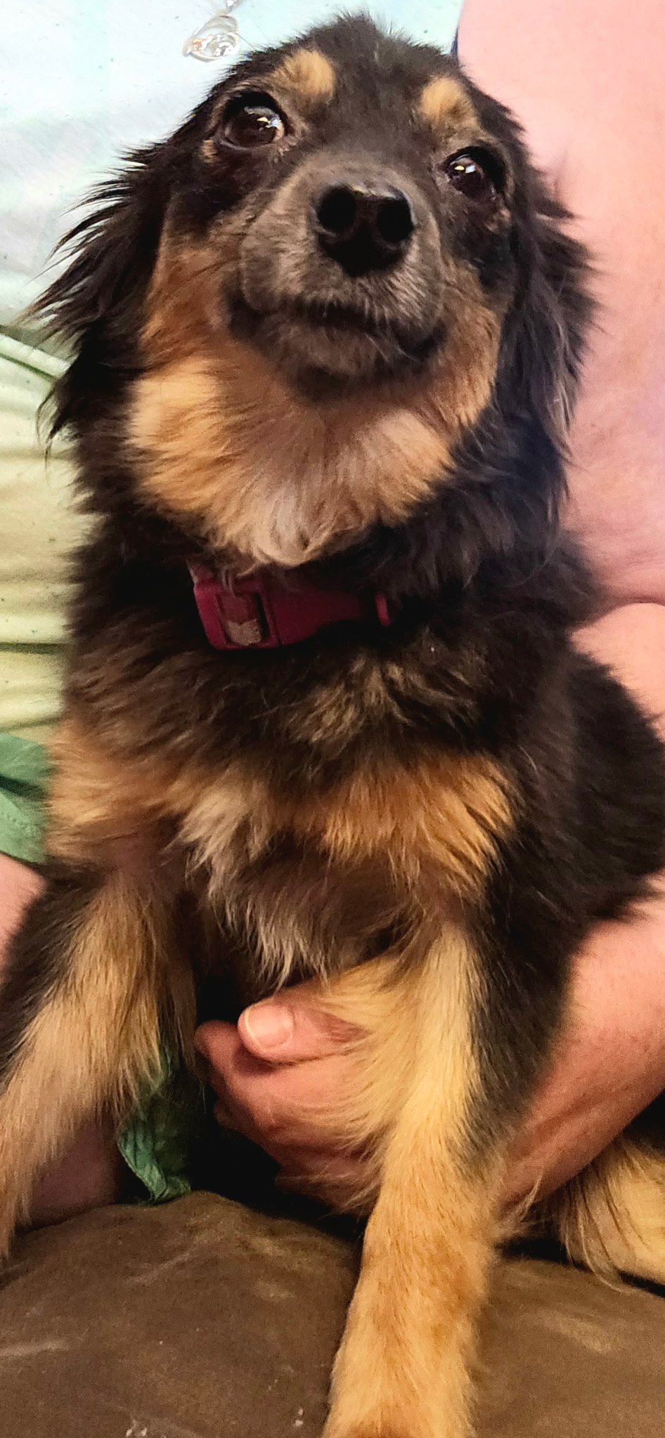 Toy Miniature Australian Shepherd Puppies — Upcoming Litter from Tinker & Ford - Image 5