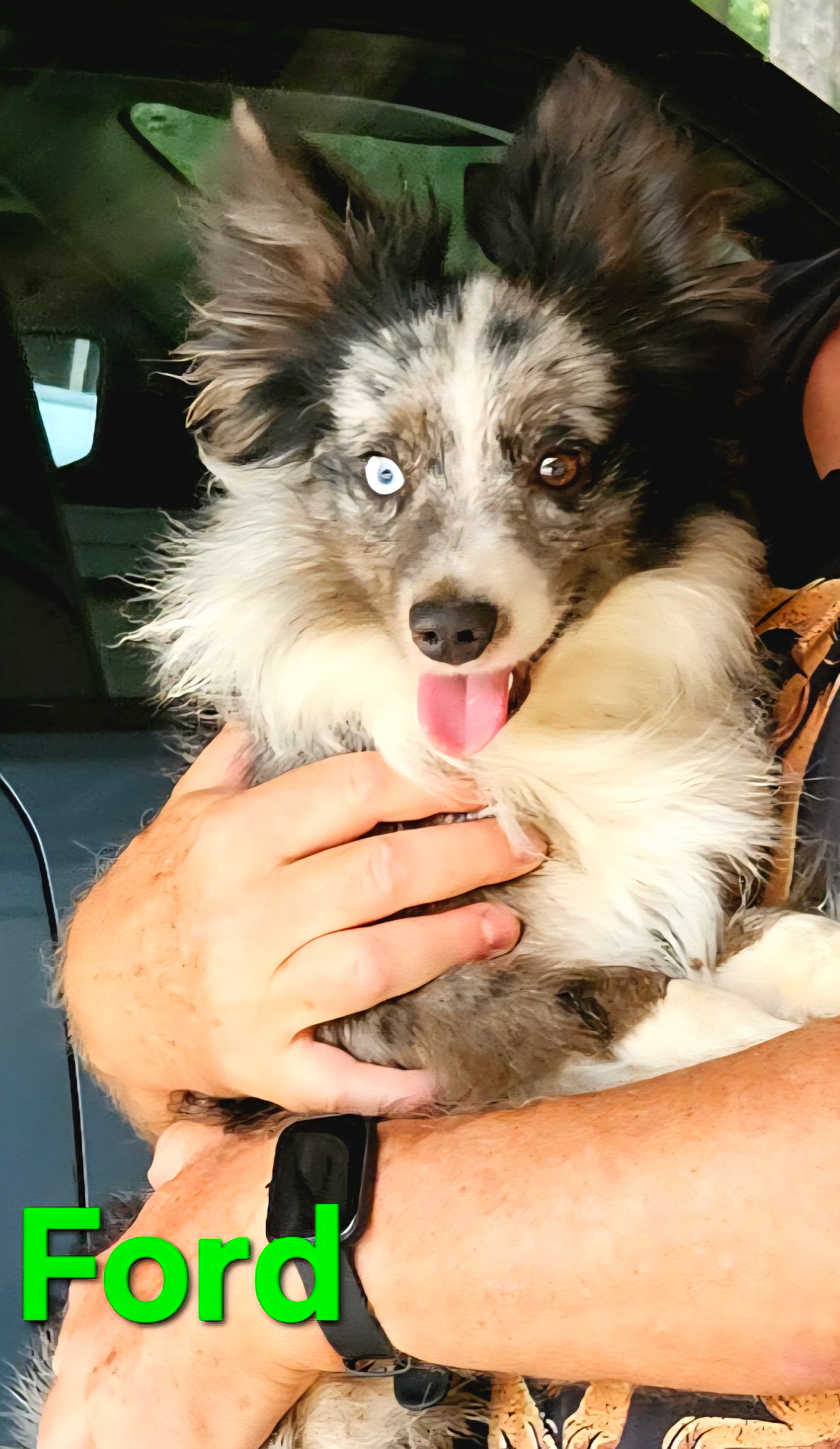 Toy Miniature Australian Shepherd Puppies — Upcoming Litter from Tinker & Ford - Image 3