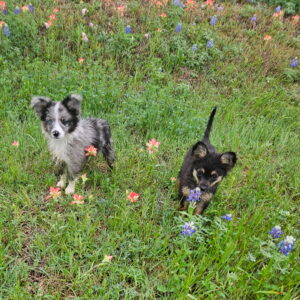 Toy Miniature Australian Shepherd Puppies — Upcoming Litter from Tinker & Ford