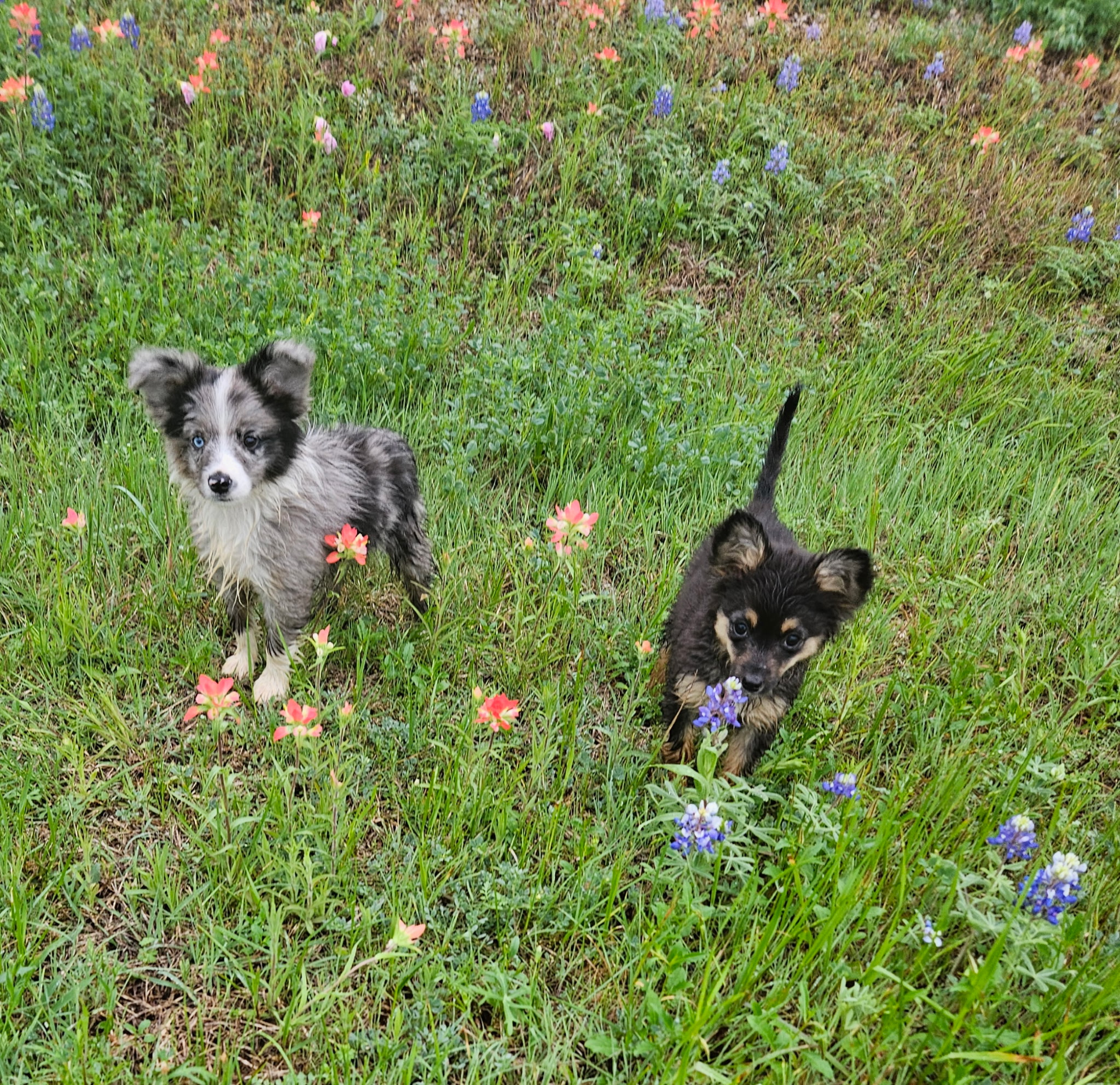 Toy Miniature Australian Shepherd Puppies — Upcoming Litter from Tinker & Ford