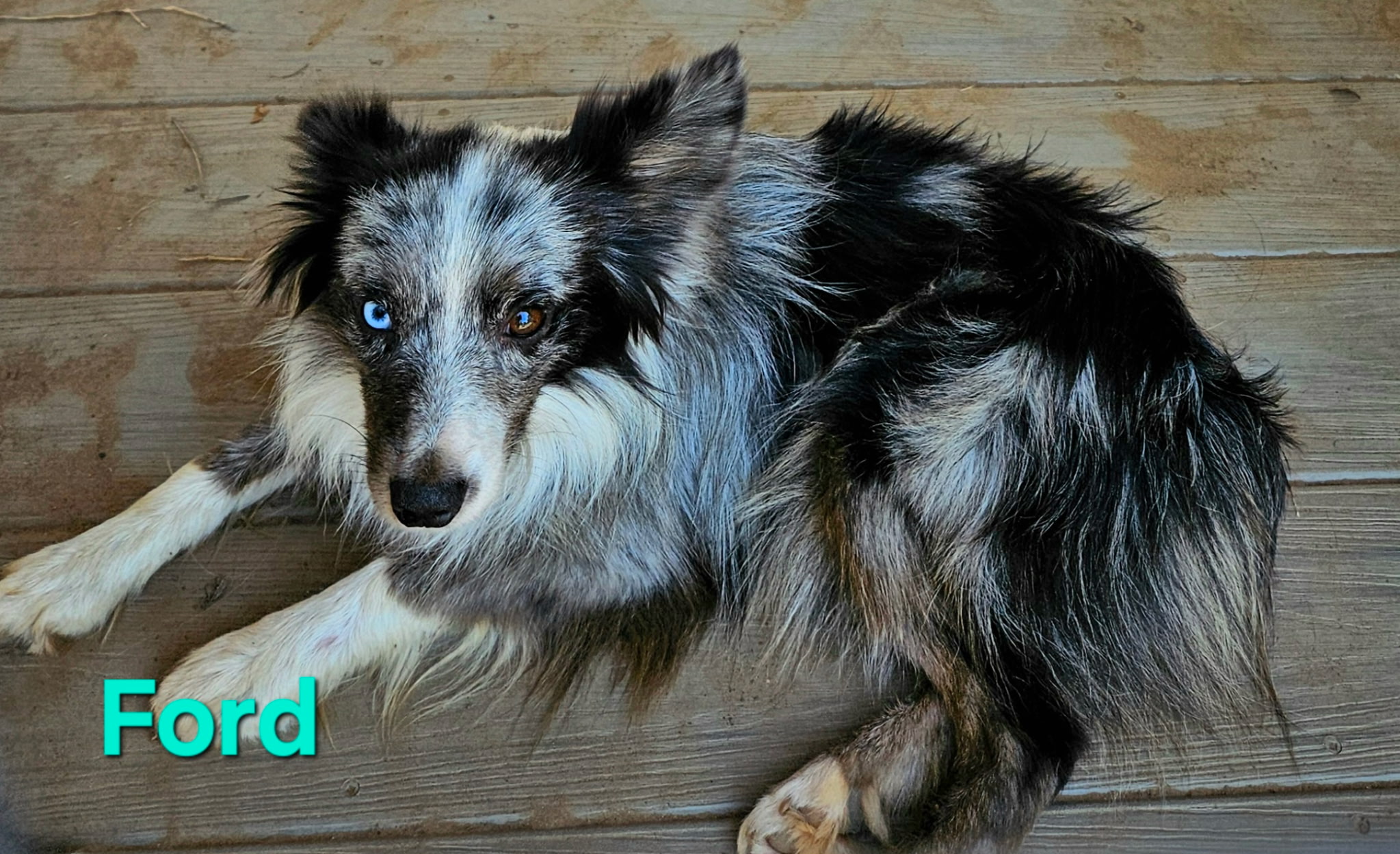 Toy Miniature Australian Shepherd Puppies — Upcoming Litter from Tinker & Ford - Image 2
