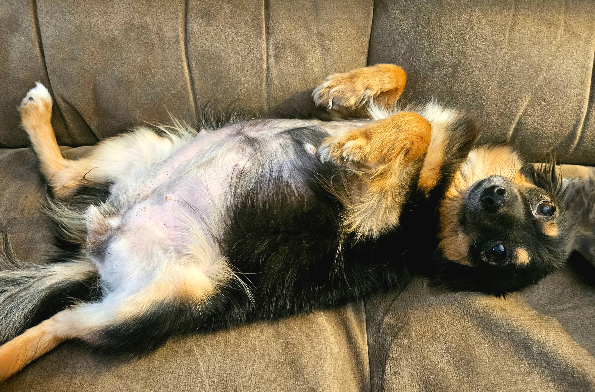 Toy Miniature Australian Shepherd Puppies — Upcoming Litter from Tinker & Ford - Image 6