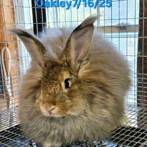 German Angora Rabbits Males