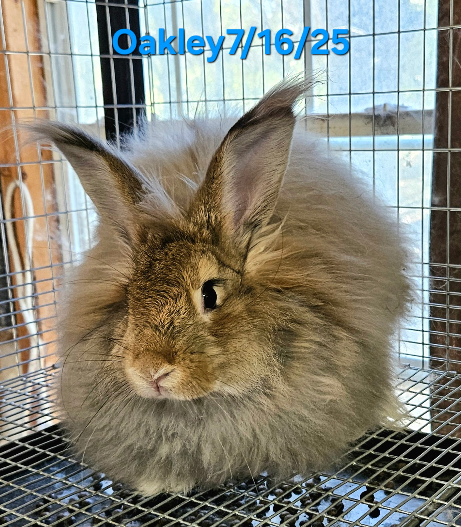 German Angora Rabbits Males
