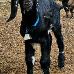 Nubian buckling, registeredable, available