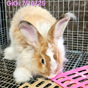 German Angora Rabbits Females