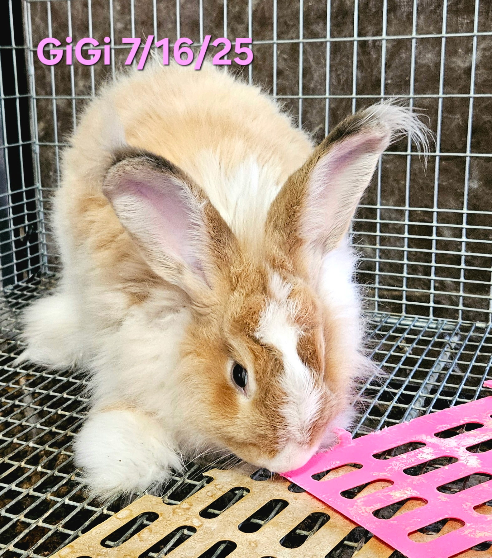 German Angora Rabbits Females