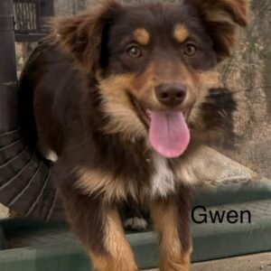 Gwen (Guinevere) – Toy/Miniature Aussie