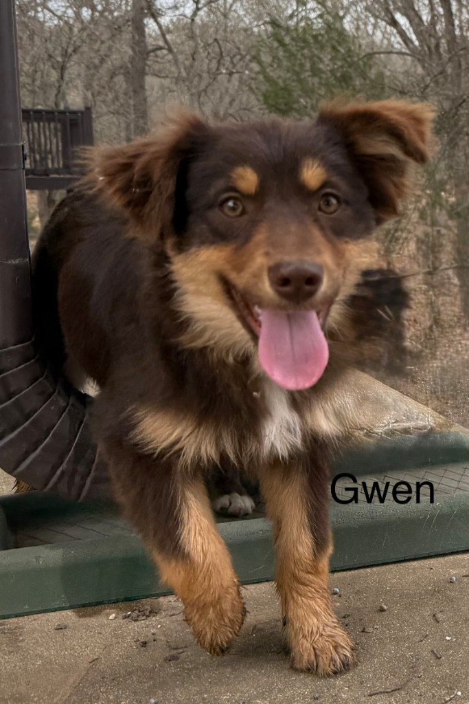 Gwen (Guinevere) – Toy/Miniature Aussie