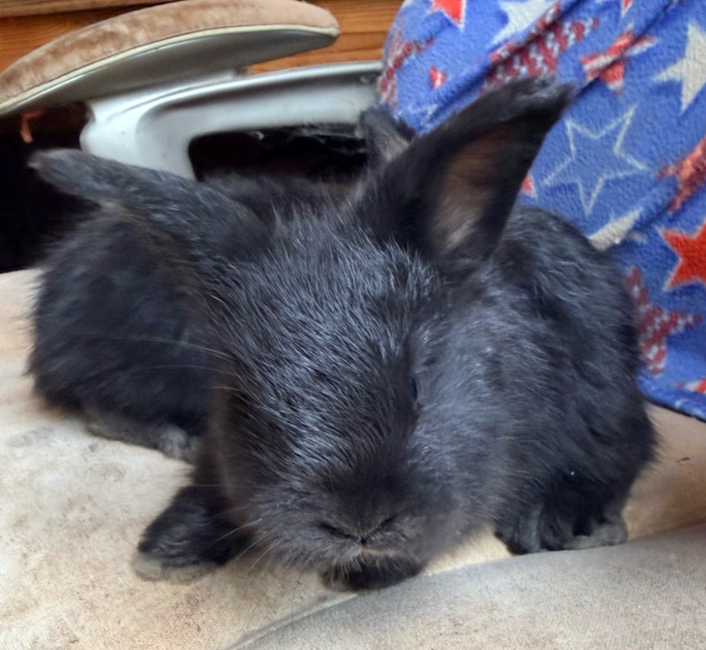 Solid black German Angora doe