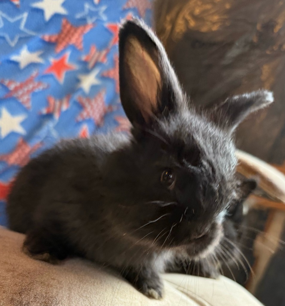 Solid black German Angora doe