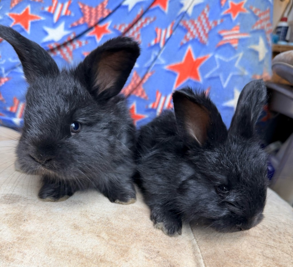 Two solid black German Angora does