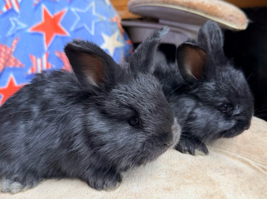 Two solid black German Angora does
